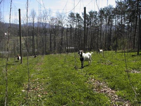 Goats grazing in a grassy field among tall poles and vine trellises