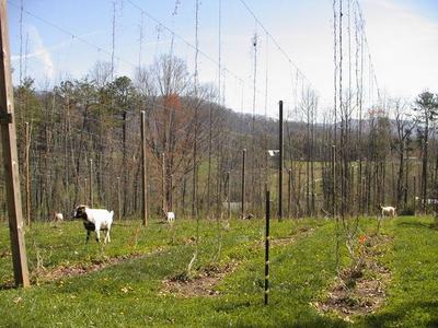 Goats grazing in a field of tall trellis poles and leafless vines