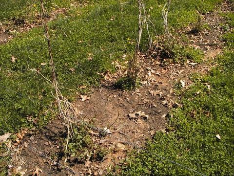 Young grapevines with bare canes tied to training wire over a bare soil patch in grass