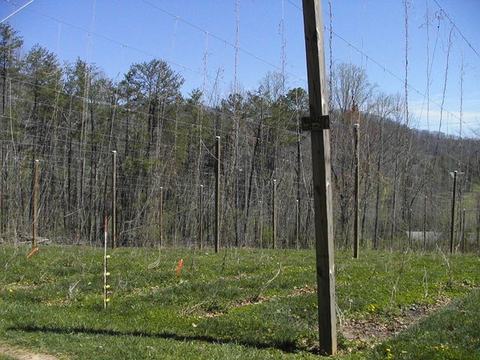 Trellis poles and vertical strings in a grassy field for climbing plants