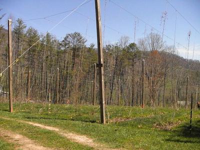 Rows of wooden poles and trellis wires in a grassy field with trees beyond