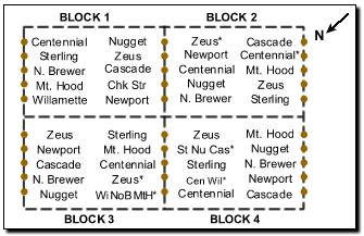 Experimental design at the Lake Wheeler hops yard. Ten varieties are split into 4 blocks and randomly planted in groups of 5