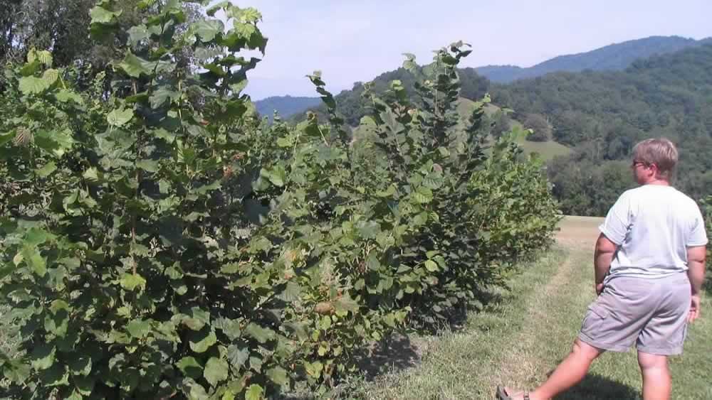 researcher standing in truffle orchard