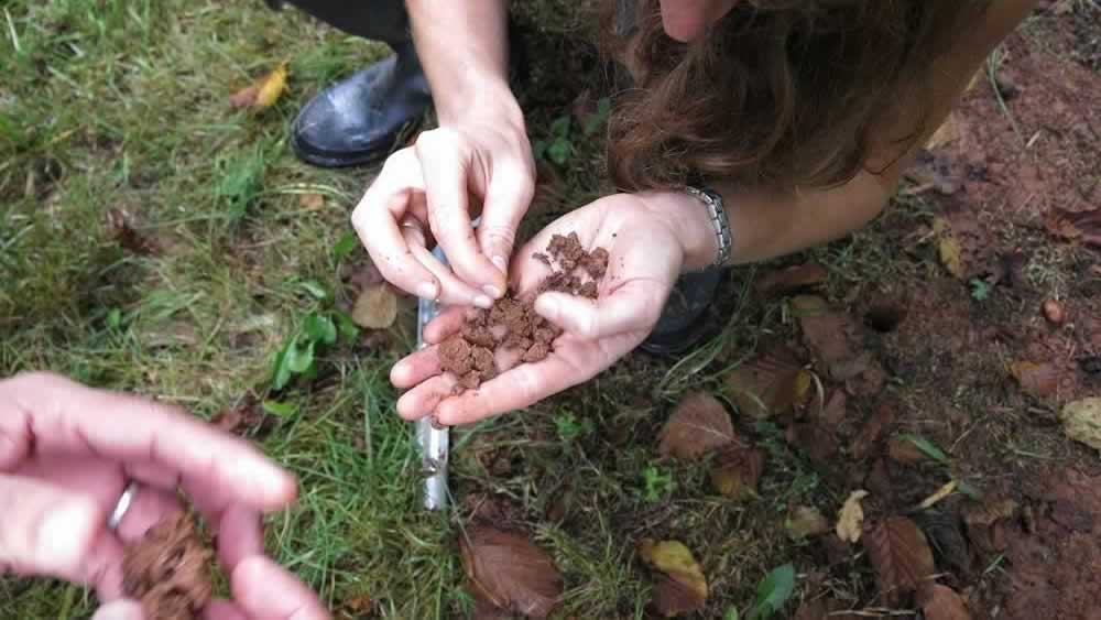 hands holding harvested truffles