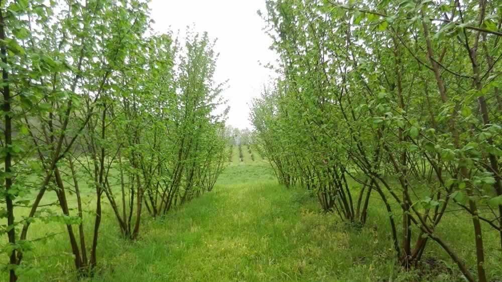 filbert truffle orchards in April