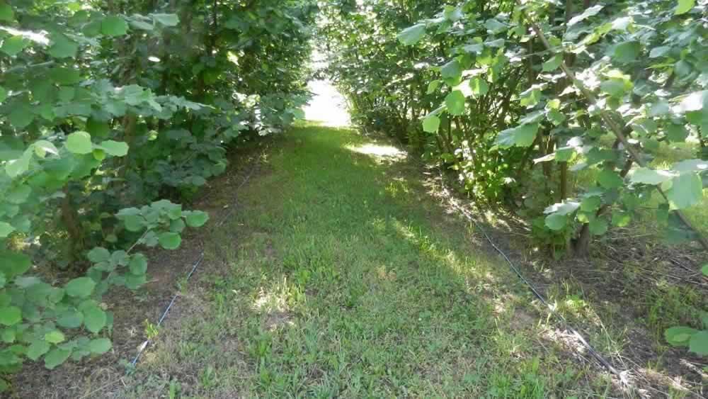 row between tree plantings in a truffle orchard