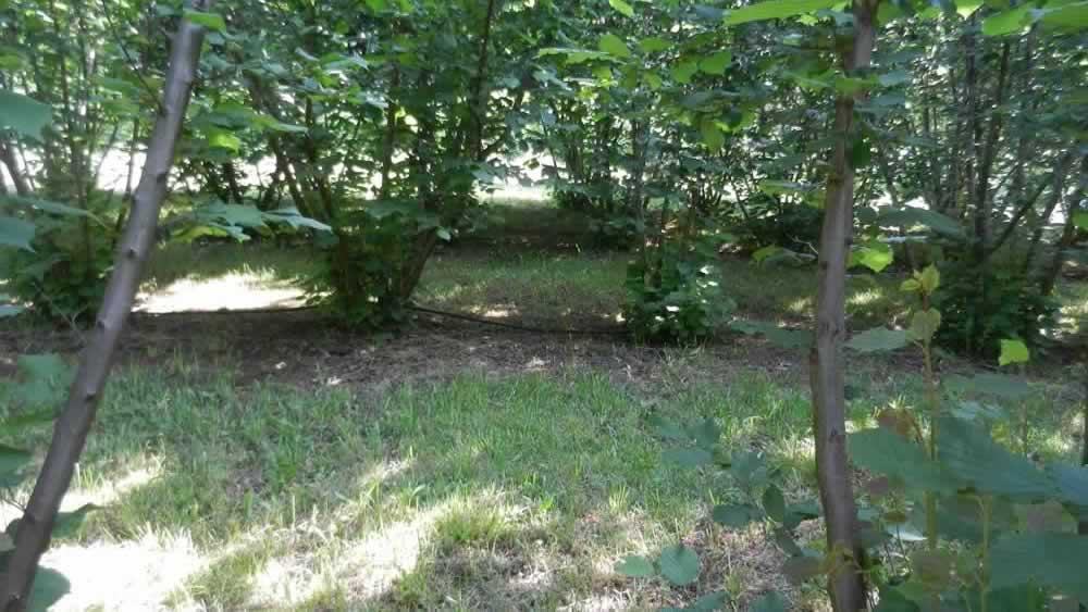 evidence of a brule or bare area near base of trees where truffle mycorrhizae are present