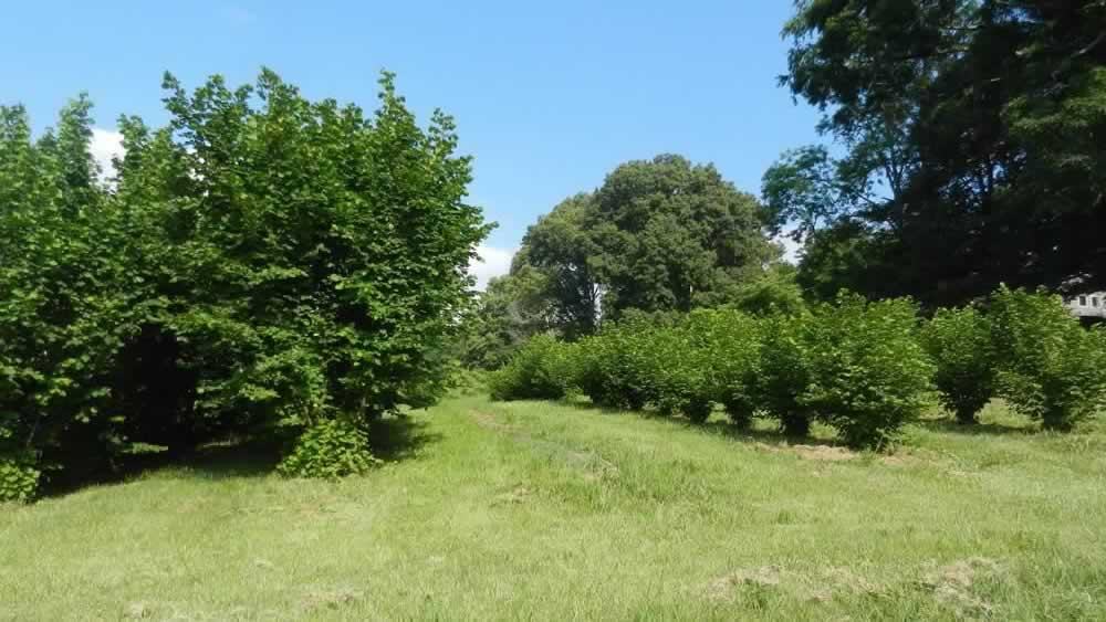 two filbert truffle orchards, one planted three years earlier than the other