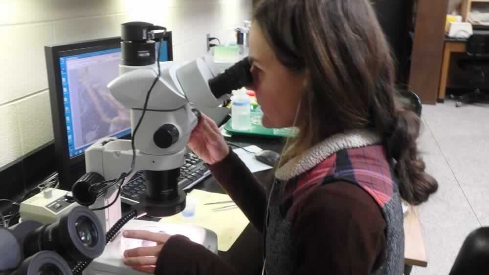 person looking at roots under microscope