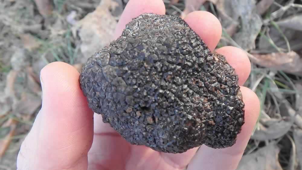 black truffle