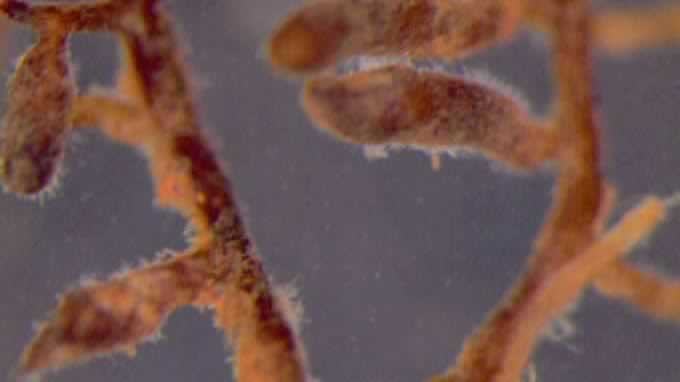 filbert roots under magnification