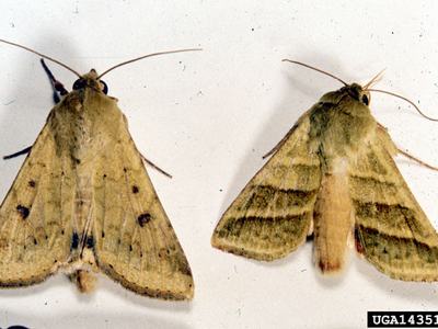 Two yellow-green moths, dorsal view, on white background; label "UGA1435150".
