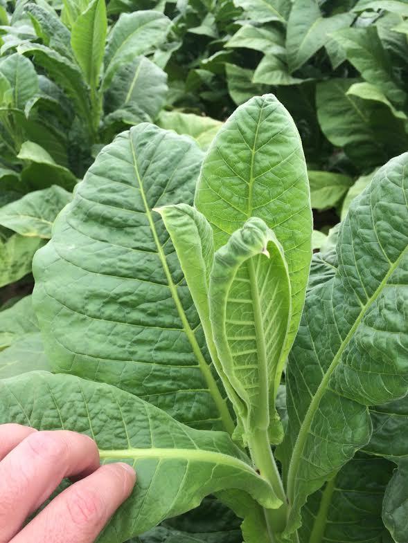 signs of calcium deficiency on tobacco