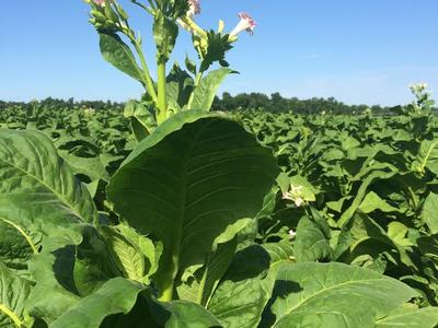 signs of calcium deficiency on tobacco