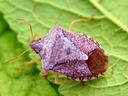Brown-purple shield bug resting on a green leaf