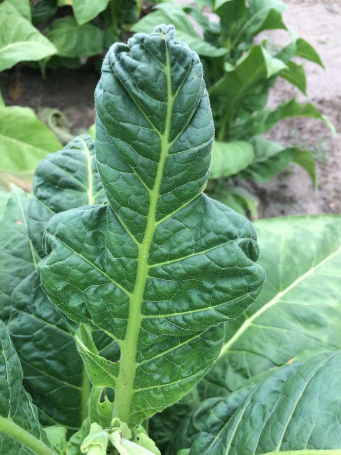Signs of calcium deficiency on tobacco