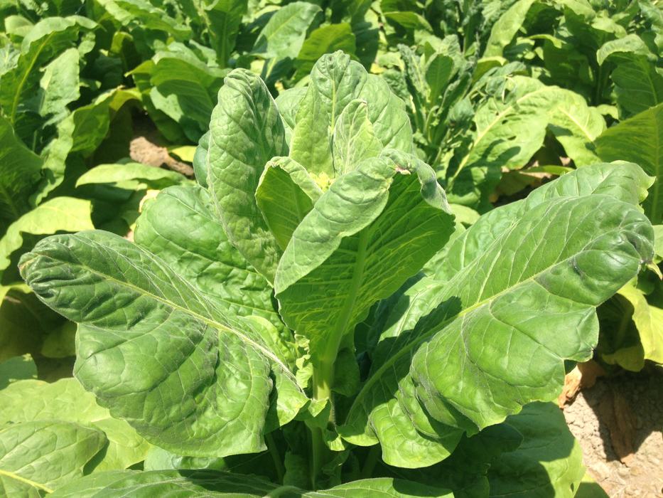 Signs of calcium deficiency on tobacco