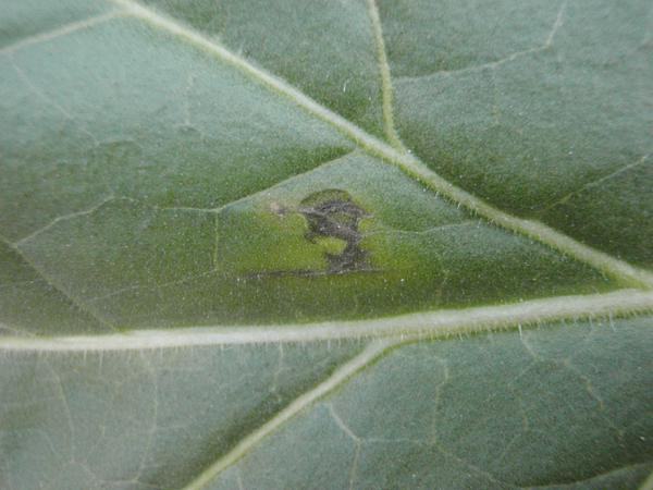 The black tissue expands with Cu deficiency.