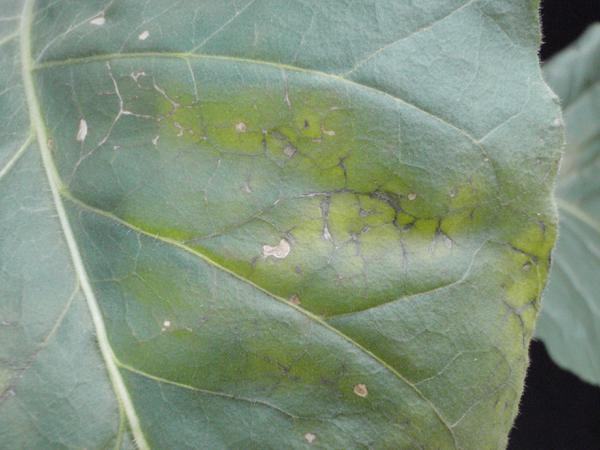 Chlorotic areas develop around the black veins.