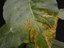 Large green leaf with yellowing and brown necrotic lesions along the lower edge