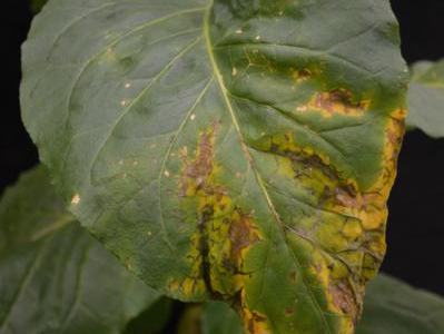 Large green leaf with yellowing and brown necrotic lesions along the lower edge