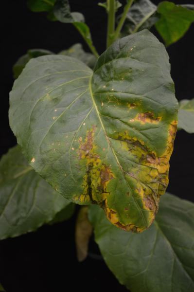 Advanced Cu deficiency.