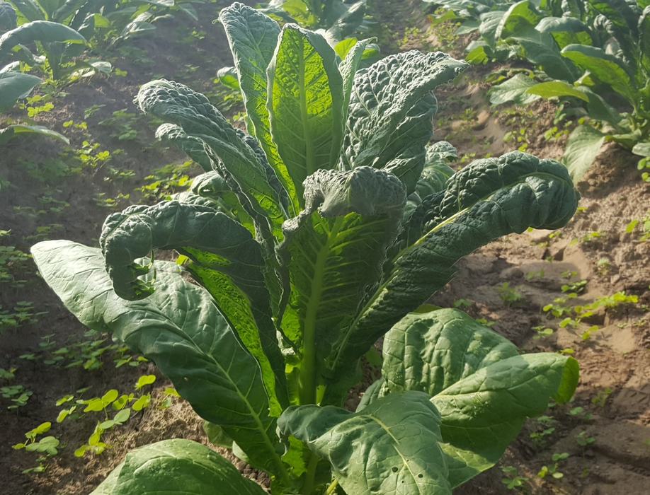 Signs of Dicamba drift on tobacco