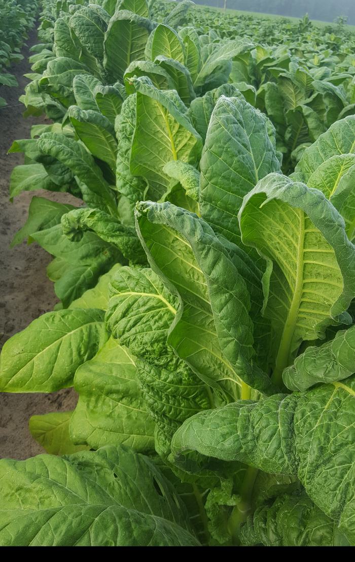 Signs of Dicamba drift on tobacco