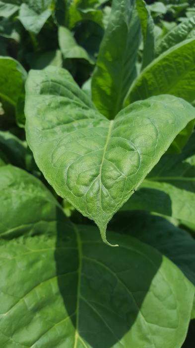 Signs of Dicamba drift on tobacco