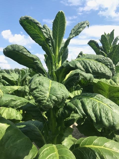Signs of Dicamba drift on tobacco