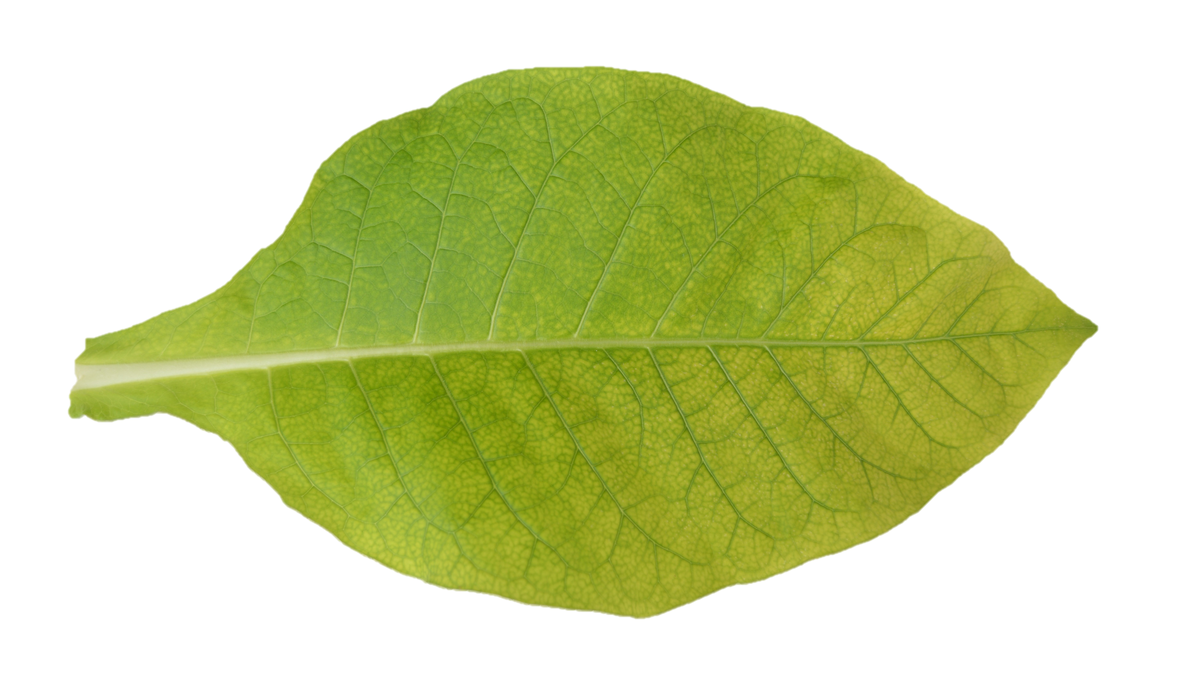 chlorotic leaf