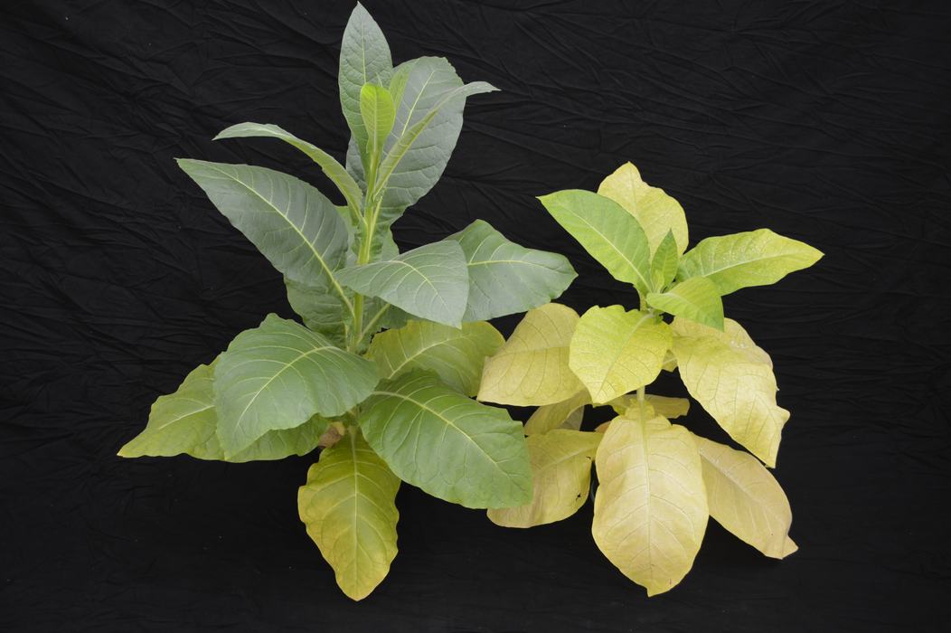 Manganese deficient tobacco plants