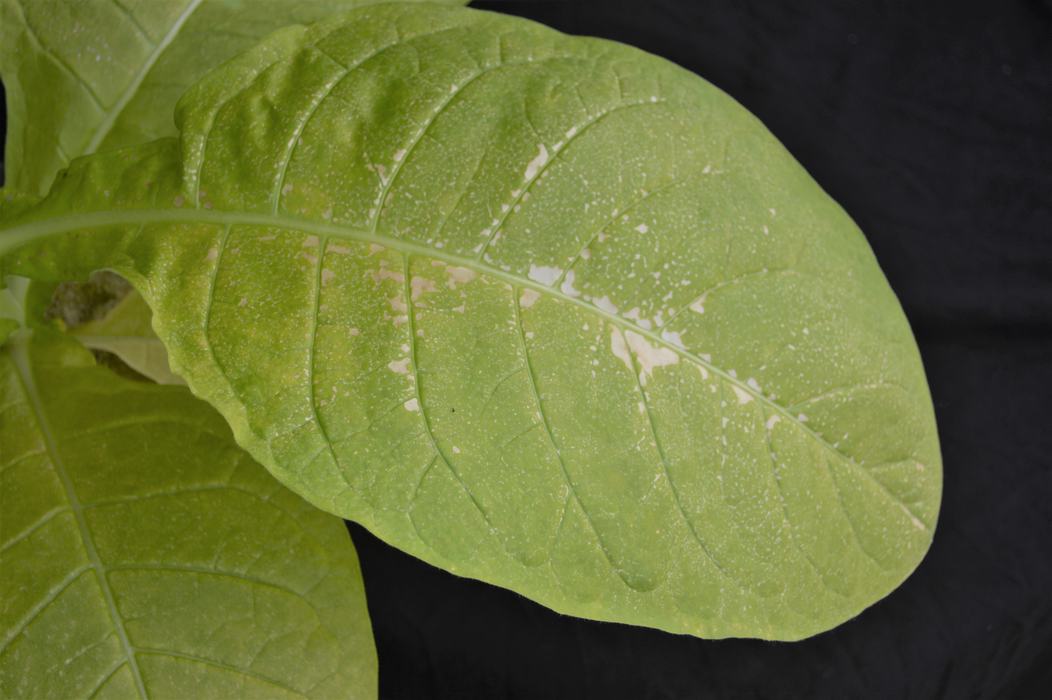 White spotting on tobacco leaves