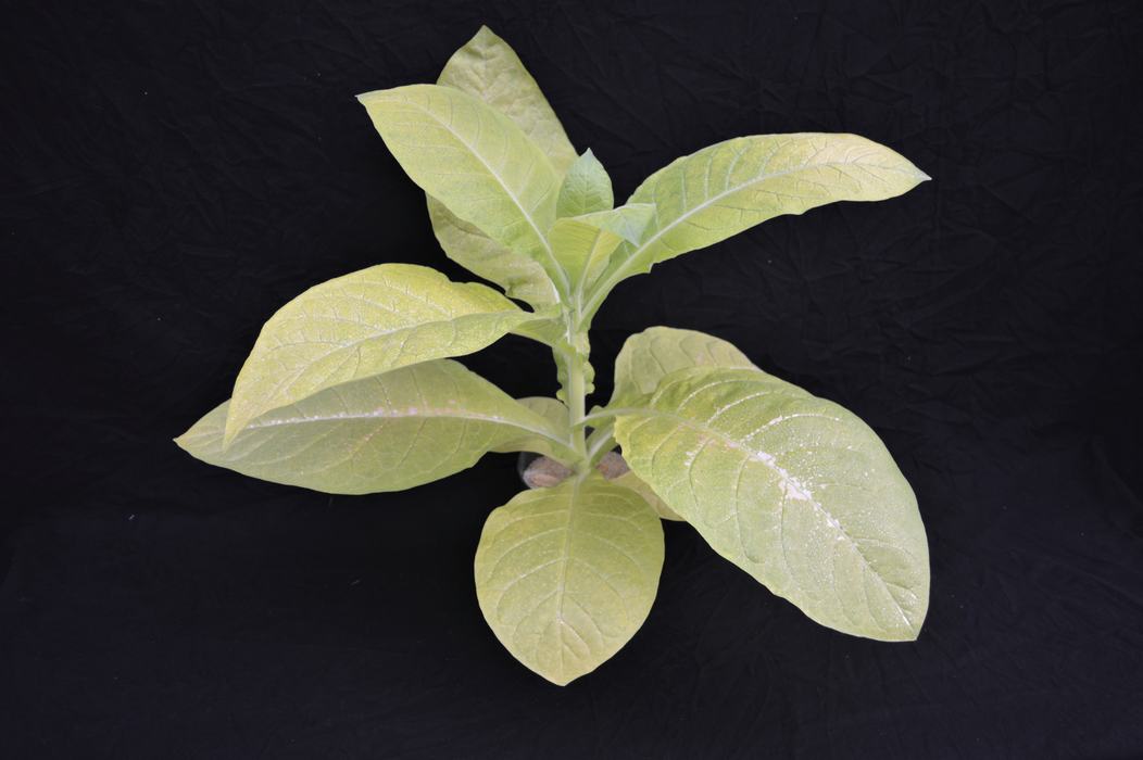 burley tobacco plant foliage
