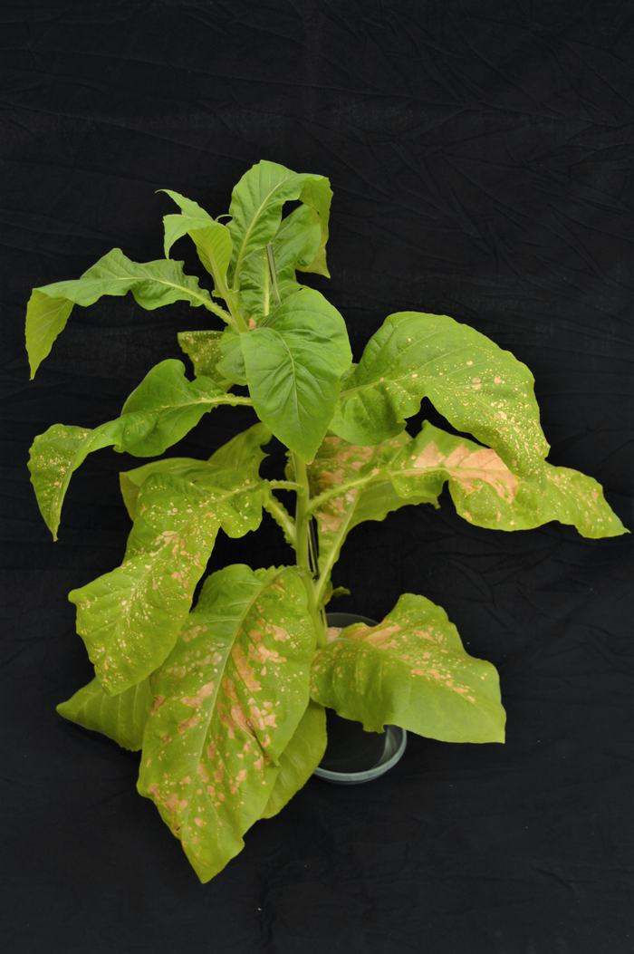 Flue cured tobacco foliage