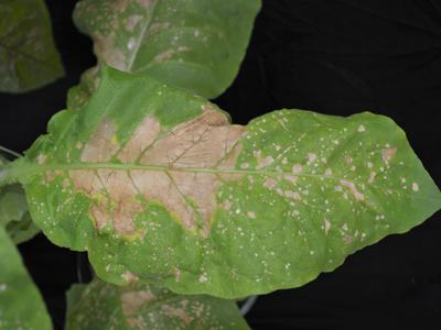 Large green leaf with central brown necrotic patch and scattered white spots