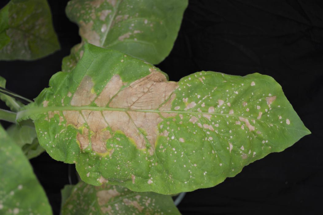 Leaves of flue cured tobacco with severe manganese deficiency