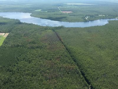 aerial view of forest
