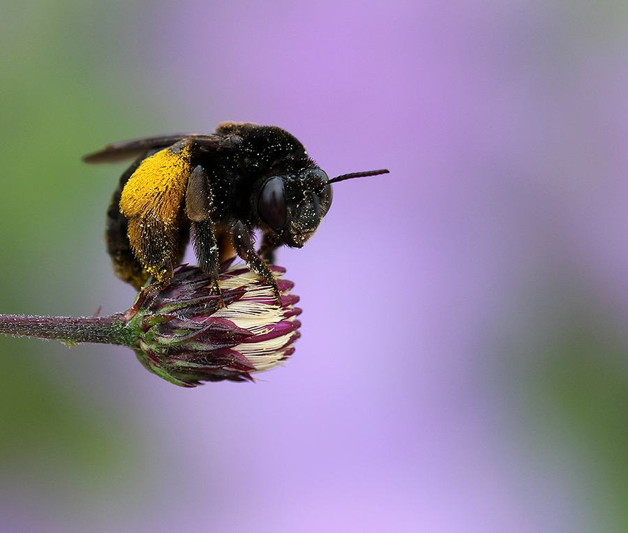 Sunflower bee on stemless ironweed. 