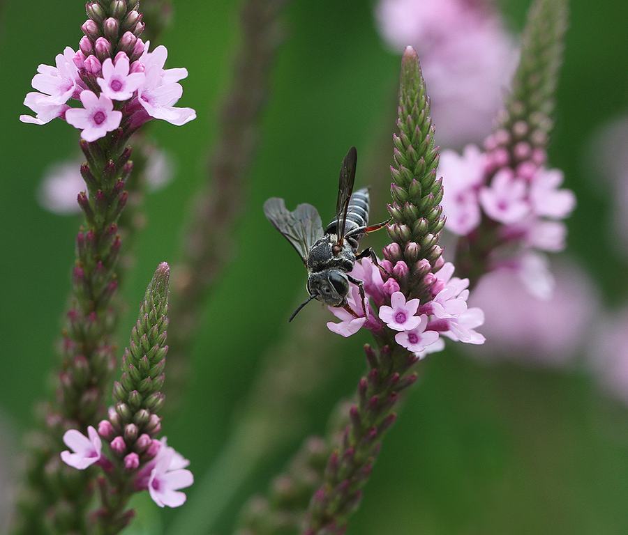 A cuckoo-leaf-cutter bee forages on the pink form of blue vervain.