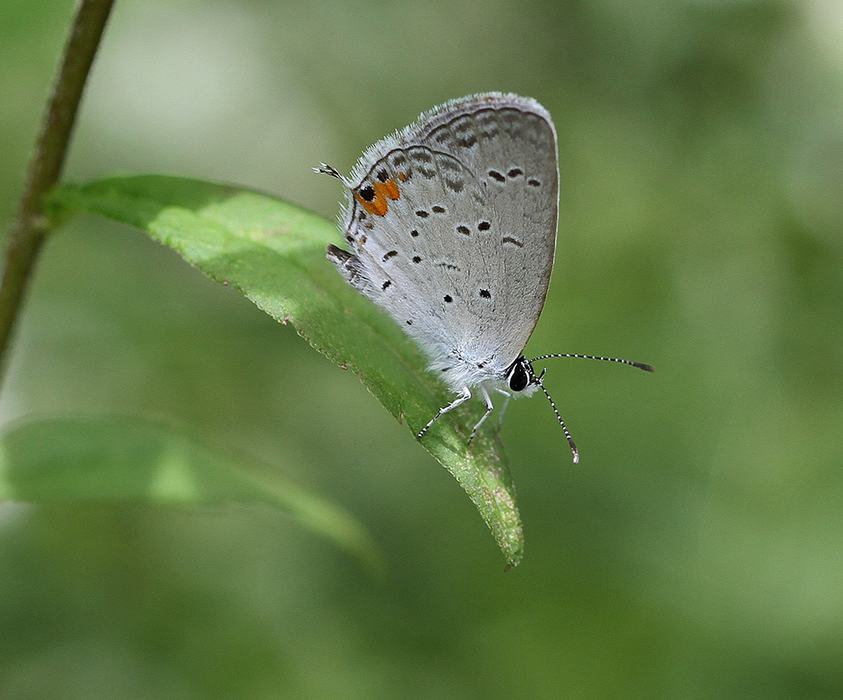 Sweet little eastern tailed-blue 