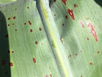 sugarcane aphid damage on leaf