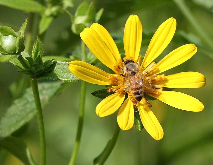 Honey bee on starry rosinweed