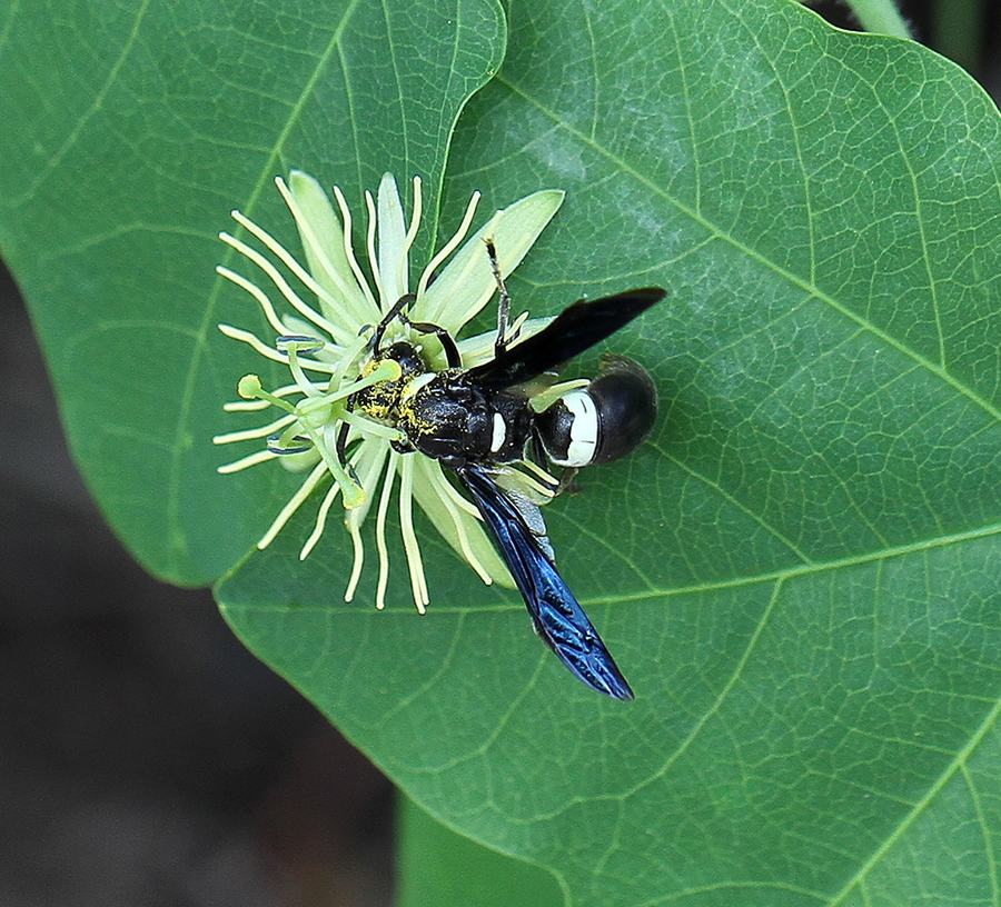Mason wasp on yellow passionflower 