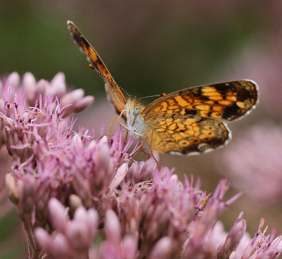 Pearl crescent on joe-pye weed.