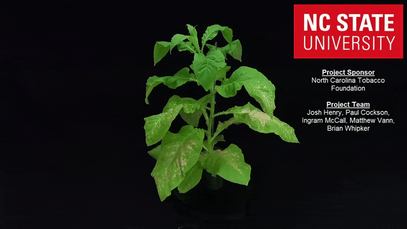 flue cured tobacco plant