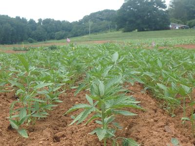 Young green plants sprouting in a cultivated field with house and tree line background