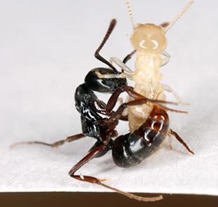 Asian needle ant attacking a termite