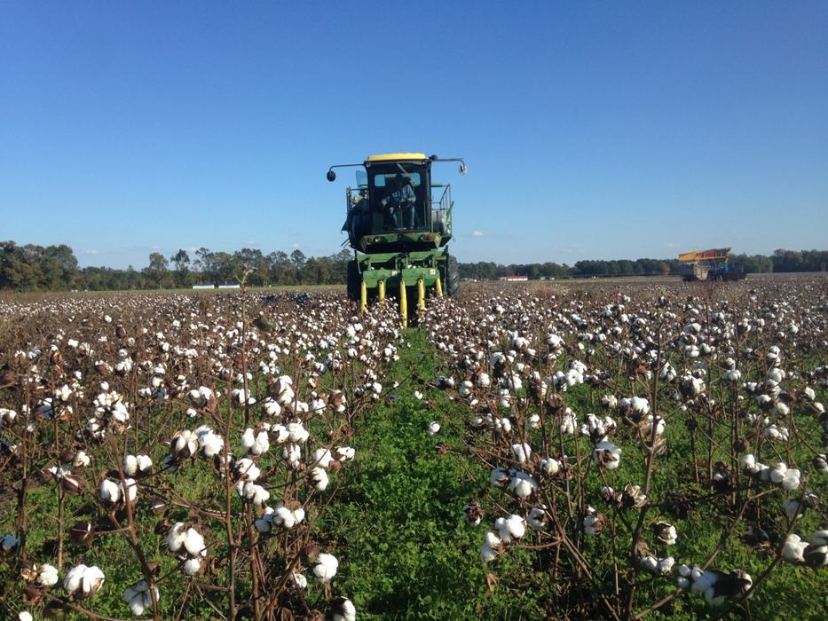 harvesting organic cotton