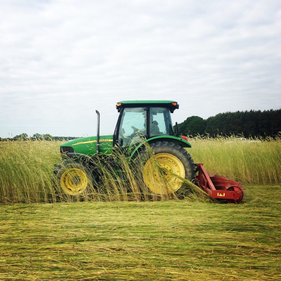 roller-crimping a cereal rye/crimson clover cover crop mulch